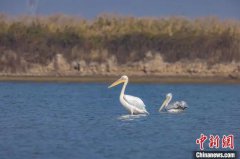 <b>国家一级保护野生动物白鹈鹕再现河北曹妃甸</b>